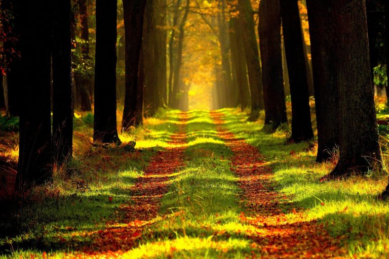 Forest Path Light Your Way to Your Soul Aligned Business | Busy Life Healthy Wife | Your Holisitic Business Coach