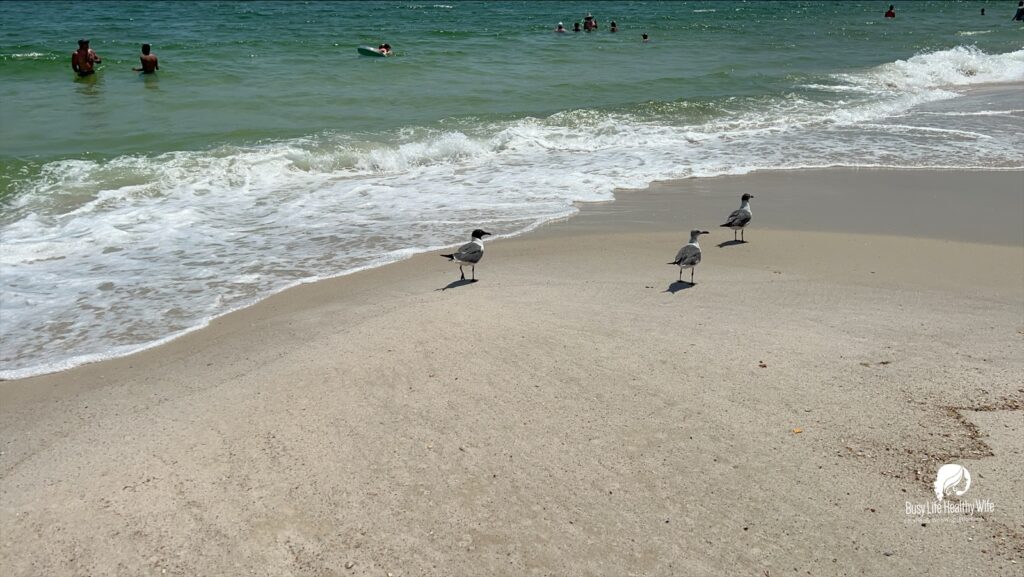 three birds walk across the beach sand as a wave retreats Busy Life Healthy Wife - Holistically create marketing that's effortlessly woowoo, effortlessly you