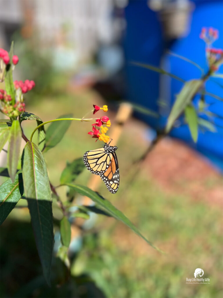 Monarch butterfly is on a red milkweed plant | Busy Life Healthy Wife - Holistically create marketing that's effortlessly woowoo, effortlessly you