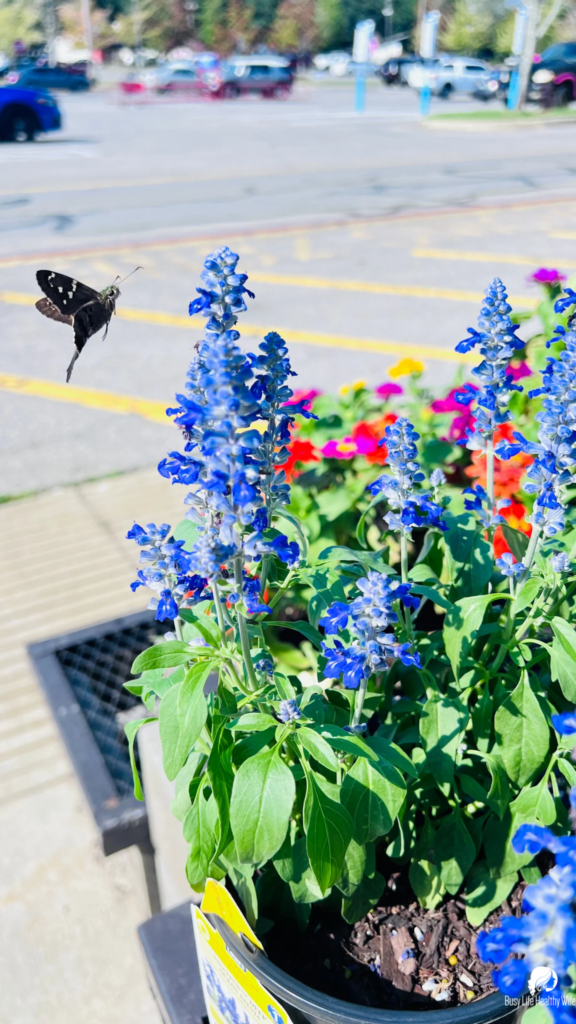 butterfly fluttering around blue flowers | help the planet | Busy Life Healthy Life holistically helping spiritual entrepreneurs create marketing content that's effortlessly them, effortlessly woowoo