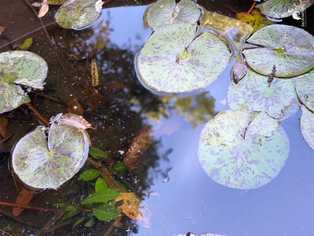 Lily pads lay on calm water | Busy Life Healthy Wife - Holistically create marketing that's effortlessly woowoo, effortlessly you
