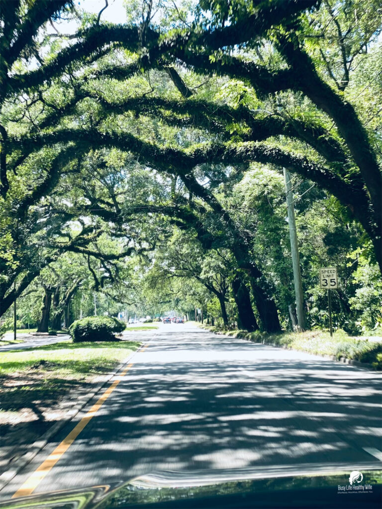 Tree arch above a Mobile Alabama street with great big, mossy branches | Busy Life Healthy Wife - Holistically create marketing that's effortlessly woowoo, effortlessly you