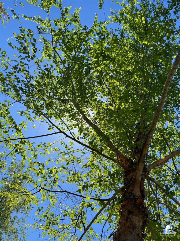 Looking up at the top of a tree with many green leaves as the sun sparkles behind them | Busy Life Healthy Wife - Holistically create marketing that's effortlessly woowoo, effortlessly you